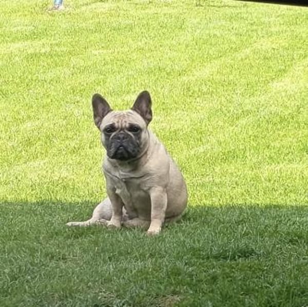 Bella gechillte FrenchyLady