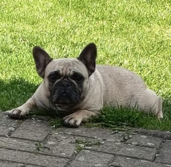 Bella gechillte FrenchyLady
