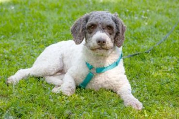 REBECCA, unser Lagotto Romagnolo Mädchen