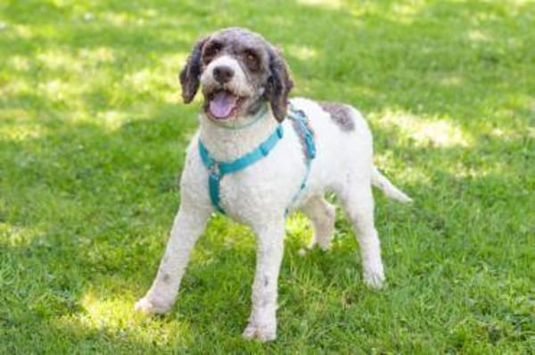 REBECCA, unser Lagotto Romagnolo Mädchen