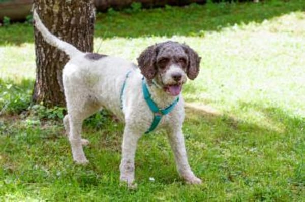 REBECCA, unser Lagotto Romagnolo Mädchen