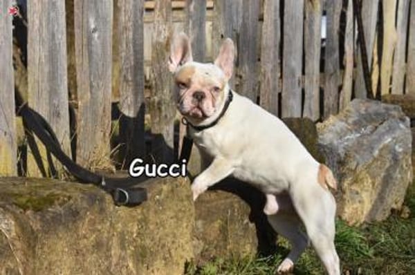 GUCCI
