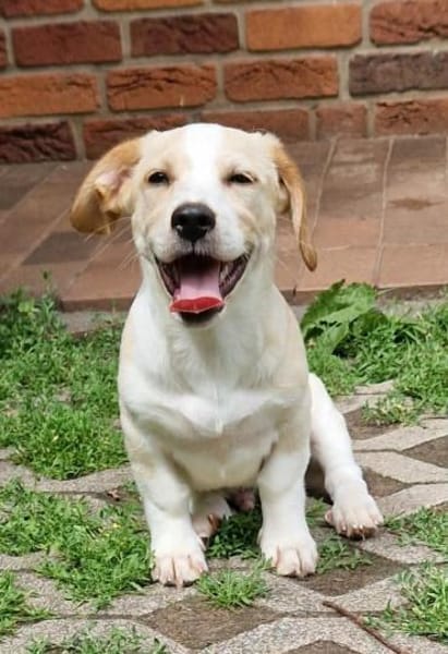 Piet - ruhig und vorsichtig 🐕