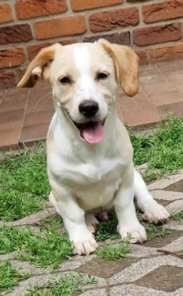 Piet - ruhig und vorsichtig 🐕