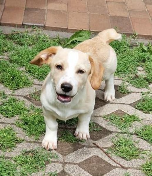 Piet - ruhig und vorsichtig 🐕