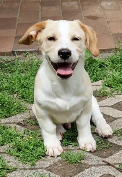 Piet - ruhig und vorsichtig 🐕