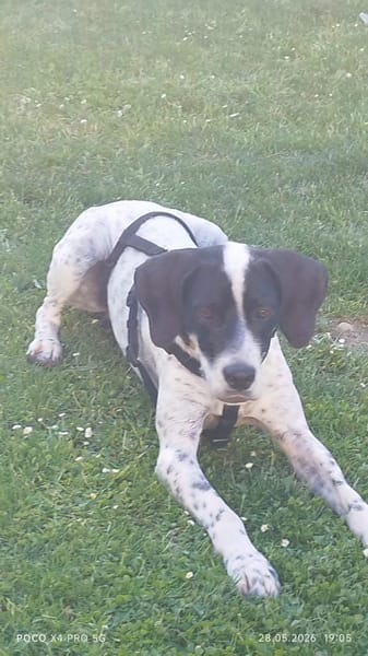 Bubis sucht ein Zuhause