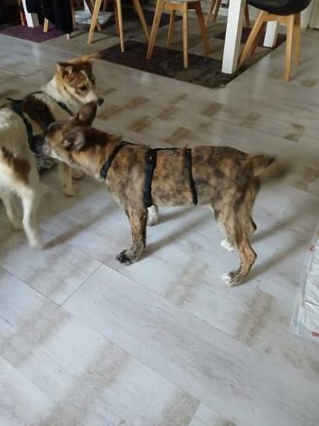 Verspielte Gina🌺 sucht liebe Familie