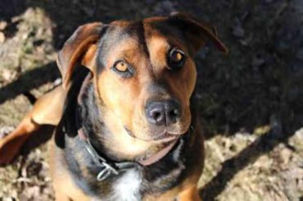 Chanel, tolle Familienhümdin