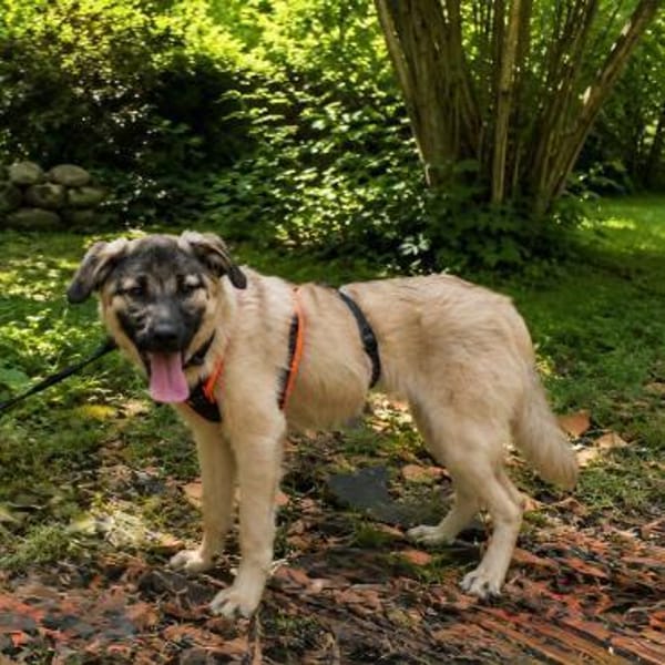 Cody - der Brave sucht Sicherheit