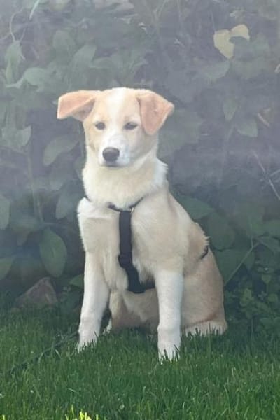 Zarte ♥Tina♥ wartet in 21465 Wentorf