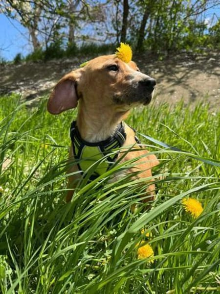 Eddy - kleiner Hund - großes Herz