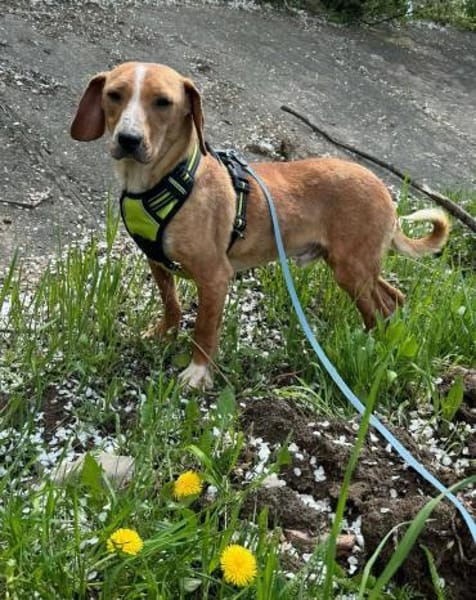 Eddy - kleiner Hund - großes Herz