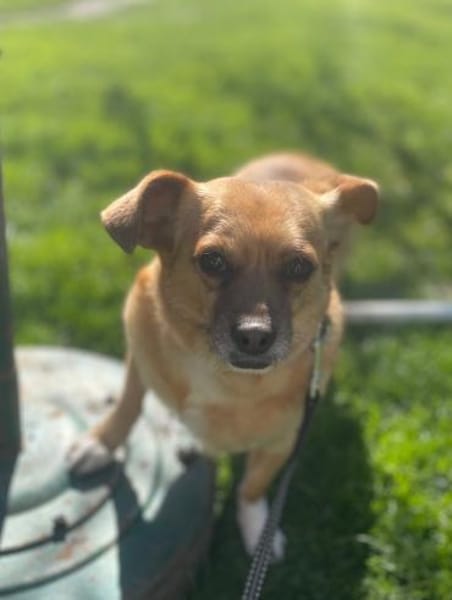 Kleine Dada sucht ein für immer Zuhause