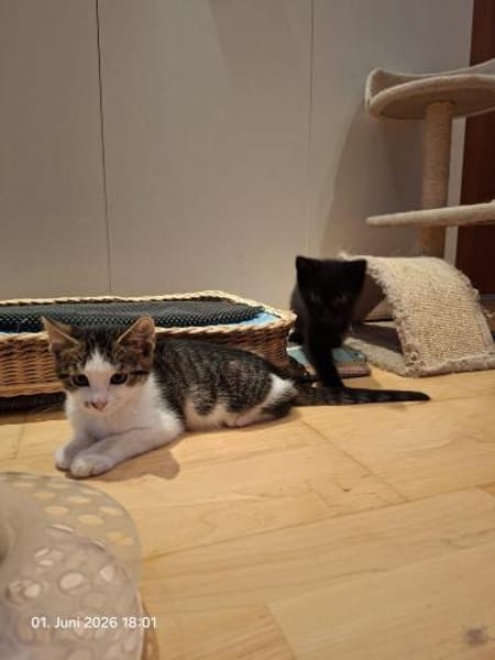 Momo & Mica   süßes Kittenpaar