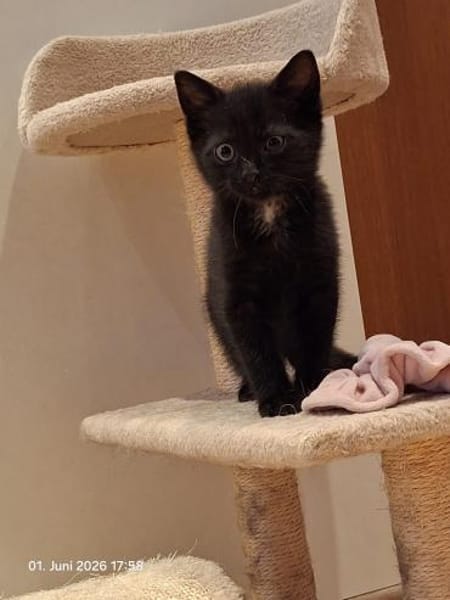 Momo & Mica   süßes Kittenpaar