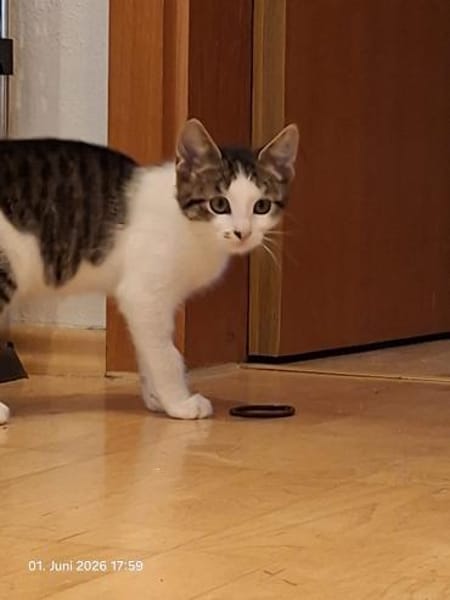 Momo & Mica   süßes Kittenpaar