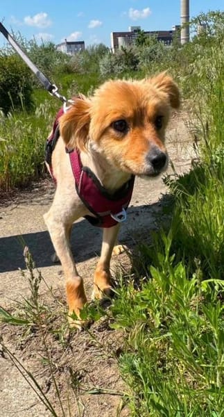Kimba - auf der Suche nach einem Zuhause