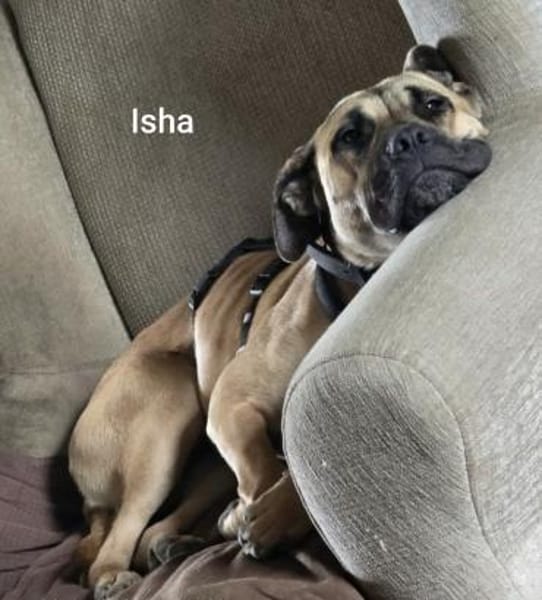 Isha - Riesenbaby sucht Sofaplatz
