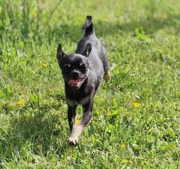 Bojt, süßer Chihuahua Junghund