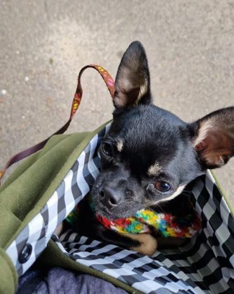Bojt, süßer Chihuahua Junghund