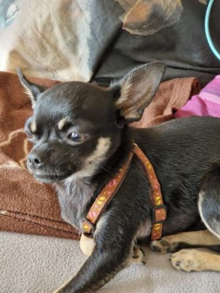 Bojt, süßer Chihuahua Junghund