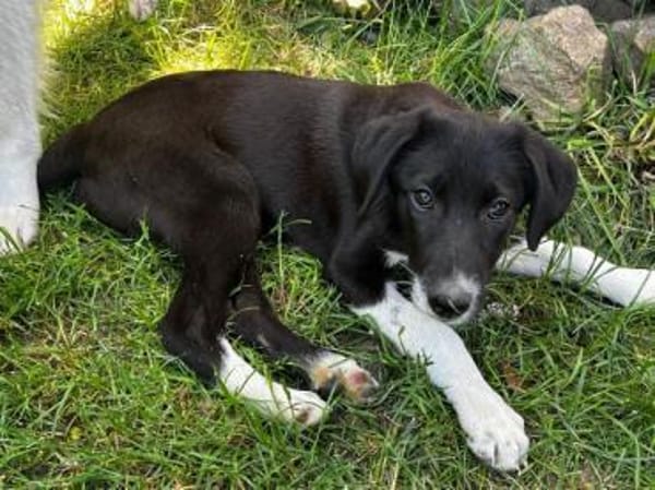 BLANKA -Rundum tolles Hundekind-