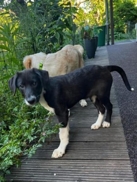 BLANKA -Rundum tolles Hundekind-