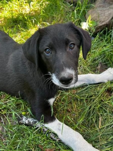 BLANKA -Rundum tolles Hundekind-