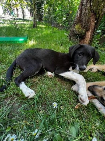 BLANKA -Rundum tolles Hundekind-