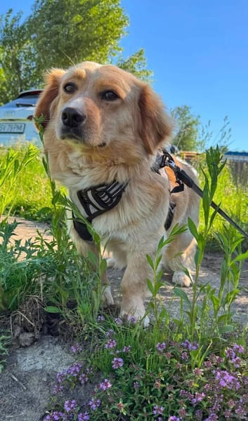 Copper sucht liebevolle Menschen