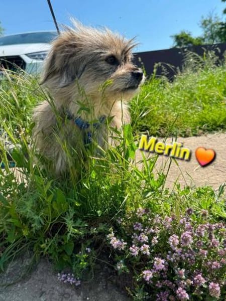 Merlin wird dich verzaubern