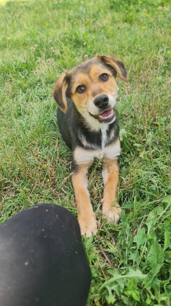 Siria 💜💜💜 kleines Hundemädchen