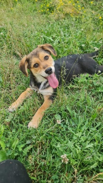 Siria 💜💜💜 kleines Hundemädchen
