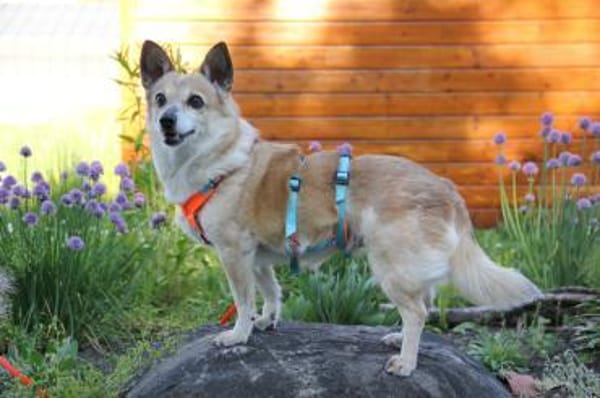 Piccolina, kleine Persönlichkeit sucht