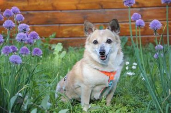 Piccolina, kleine Persönlichkeit sucht