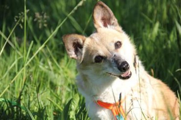 Piccolina, kleine Persönlichkeit sucht