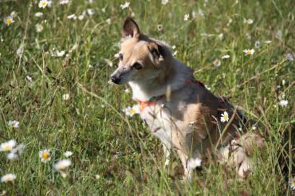 Piccolina, kleine Persönlichkeit sucht