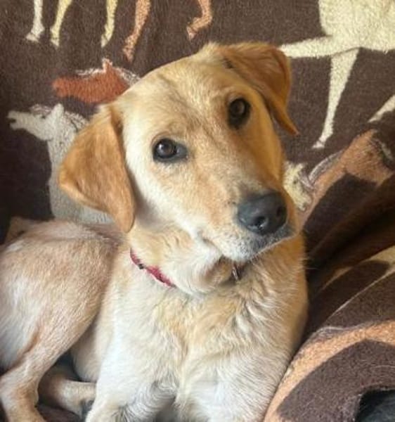 DARIA, Labrador-Mix, geb. 05/2022