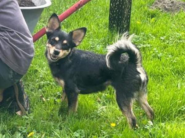 DADKA, Mix, geb. 07/2025