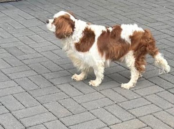 Amanda,liebe Cavalier King Charles Dame