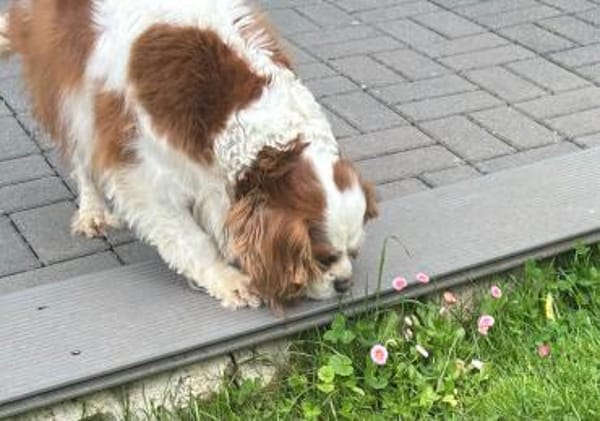 Amanda,liebe Cavalier King Charles Dame