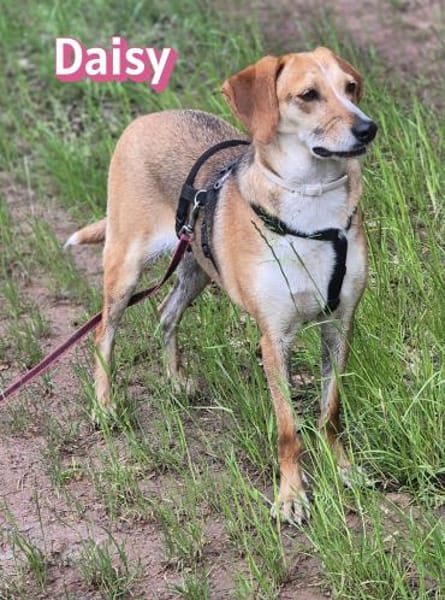 Daisy - treu und menschenbezogen
