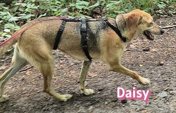 Daisy - treu und menschenbezogen