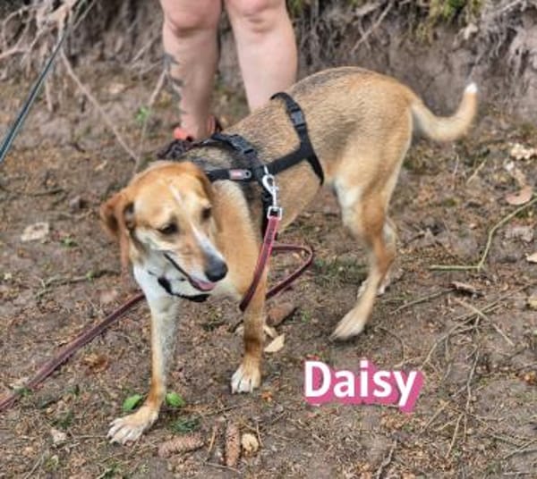 Daisy - treu und menschenbezogen