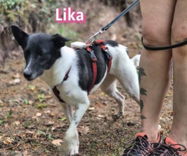 Lika, 07/24 - pfiffiges Mädel sucht...