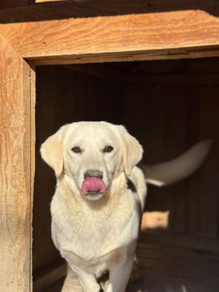Klein Ben