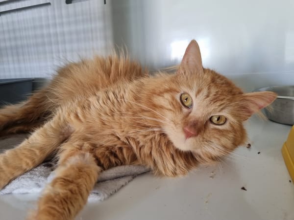 Simba