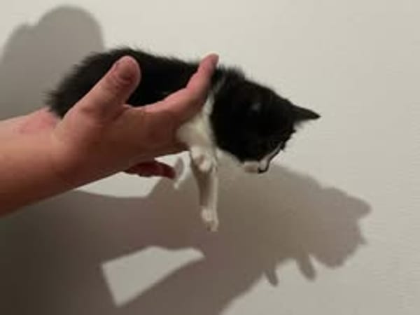 OREO