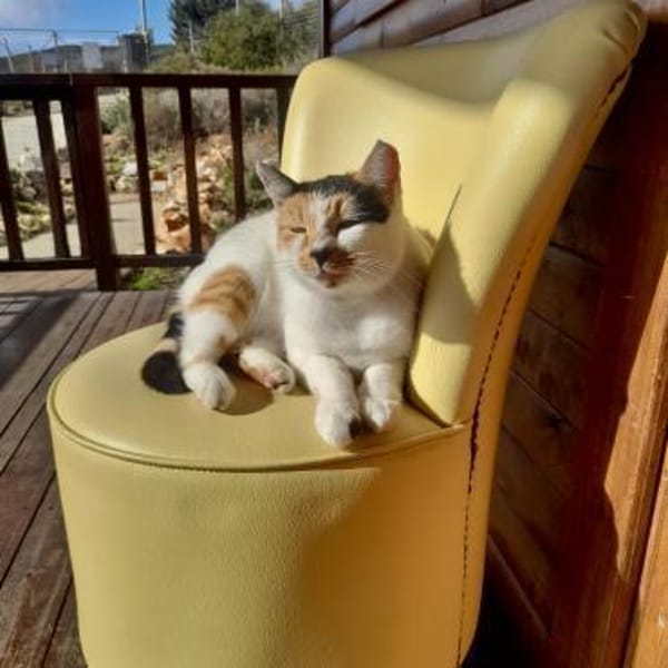 Katze mit Charme